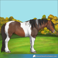 Horse Color:Bay Tobiano 