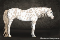 Horse Color:Smoky Creme Frame Appaloosa 