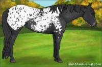 Horse Color:Black Appaloosa 