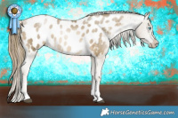 Horse Color:Buckskin Pearl Tobiano Appaloosa