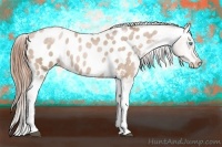 Horse Color:Buckskin Pearl Tobiano Appaloosa 
