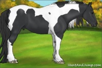 Horse Color:Black Tobiano 