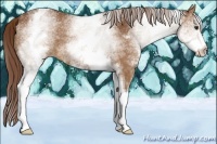 Horse Color:White Spotted Chestnut 