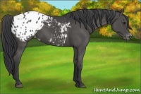 Horse Color:Black Appaloosa 