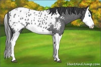 Horse Color:Blue Roan Splash Appaloosa 