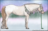 Horse Color:Chestnut Appaloosa 