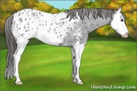 Horse Color:Blue Roan Splash Appaloosa 