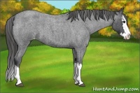 Horse Color:Blue Roan Splash Appaloosa 