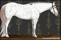 Horse Color:Classic Champagne Appaloosa 