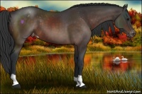 Horse Color:Bay Appaloosa