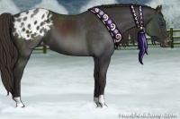 Horse Color:Liver Chestnut Appaloosa 
