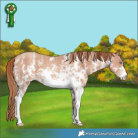 Horse Color:Gold Champagne Sabino 