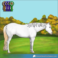 Horse Color:Buckskin Sabino Appaloosa