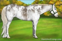 Horse Color:White Spotted Liver Chestnut Ice Splash 