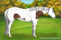 Horse Color:Bay Splash Tobiano