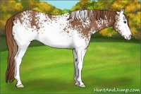 Horse Color:White Spotted Chestnut 