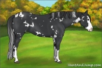 Horse Color:White Spotted Black Splash
