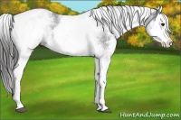 Horse Color:White Spotted Black Splash Varnish