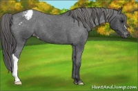Horse Color:Black Appaloosa