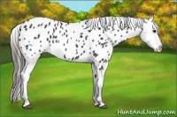Horse Color:Blue Roan Appaloosa 