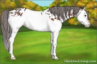 Horse Color:Bay Splash Appaloosa