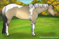 Horse Color:Buckskin Dun Tobiano 