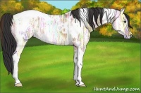 Horse Color:Bay Ice Dun Tobiano