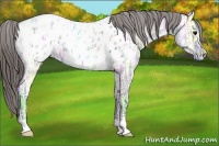 Horse Color:Grullo Ice Roan Appaloosa 