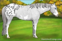 Horse Color:Blue Roan Splash Frame Appaloosa 
