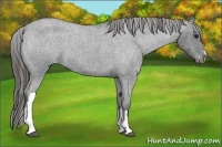 Horse Color:Blue Roan Varnish 