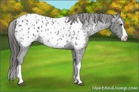 Horse Color:Blue Roan Splash Appaloosa