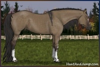 Horse Color:White Spotted Liver Red Dun 