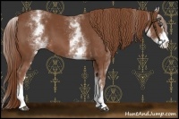 Horse Color:White Spotted Chestnut Sabino 