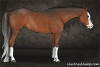 Horse Color:Liver Chestnut Sabino Splash Rabicano