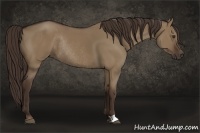 Horse Color:Liver Red Dun Rabicano 