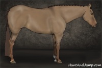 Horse Color:Liver Red Dun 