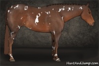 Horse Color:White Spotted Liver Chestnut Rabicano 