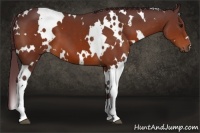Horse Color:White Spotted Chocolate Bay 