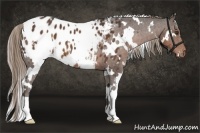Horse Color:White Spotted Liver Chestnut Appaloosa 
