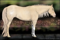Horse Color:Gold Cream Champagne Roan 