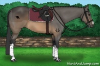 Horse Color:Buckskin 
