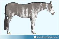 Horse Color:White Spotted Smoky Grullo 