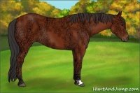 Horse Color:Bay Ice 