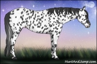 Horse Color:Black Appaloosa 
