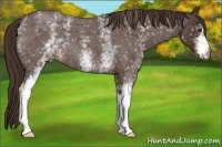 Horse Color:White Spotted Liver Red Roan 