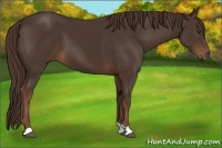 Horse Color:Liver Chestnut