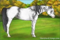Horse Color:White Spotted Black