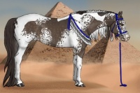 Horse Color:White Spotted Liver Chestnut Tobiano Rabicano