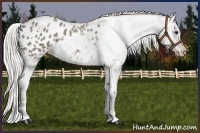 Horse Color:White Spotted Silver Smoky Black Appaloosa 