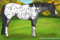 Horse Color:Blue Roan Appaloosa 